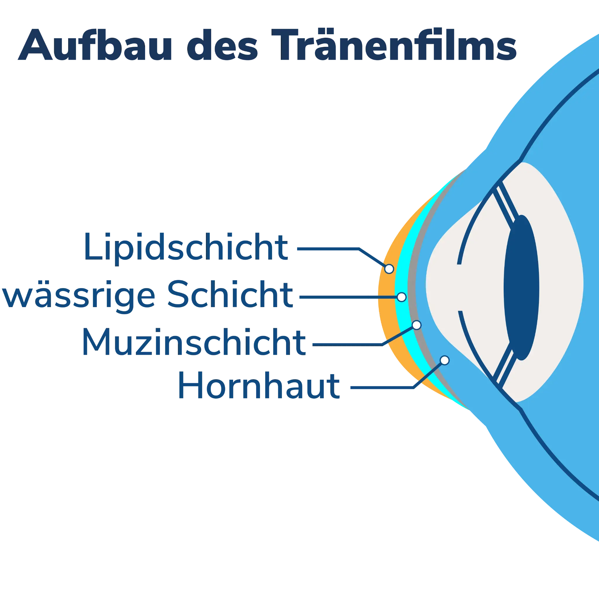 Der Tränenfilm: Dreischichtiger Aufbau